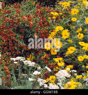 Plant Association - with Heliopsis helianthoides `Light of Loddon'  Helenium `Bruno' and Achillea - CALENDAR RIGHTS SOLD 2002 Stock Photo